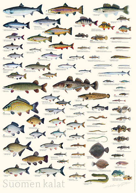 Sakke Yrjölä Juliste Suomen Kalat valkoinen tausta - Muut - 6430048500448 - 2