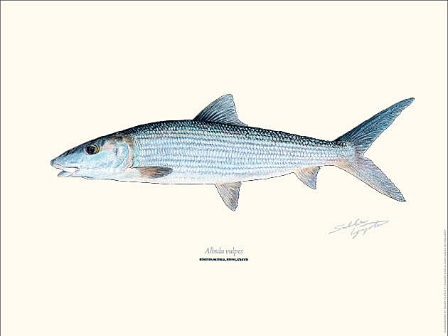 Sakke Yrjölä 30x40cm -juliste Bonefish - Painotuotteet - 6430048501094 - 1