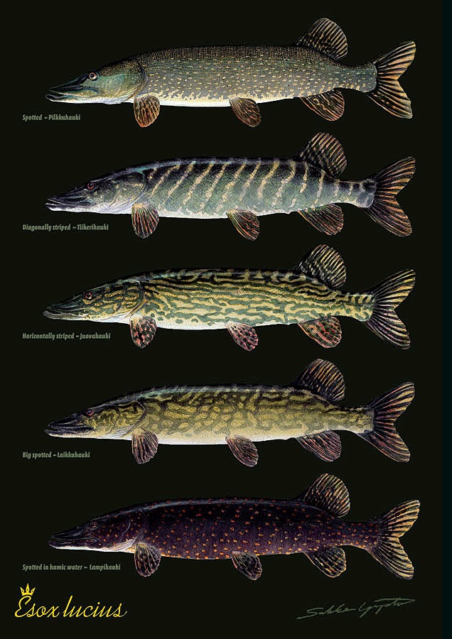 Sakke Yrjölä Hauen variaatiot A4 -kortti - Painotuotteet - 6430048500394 - 1