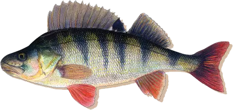 Sakke Yrjölä Kalamagneetti - Muut - 456006062024 - 16