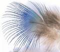 Veniard Peacock Blue Neck Hackle - Muut sulat ja höyhenet - 5056304603886 - 1
