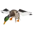Avian-X Powerflight Mallard - Houkutuskuvat / -kaaveet - 082271001795 - 2