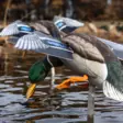 Avian-X Powerflight Mallard - Houkutuskuvat / -kaaveet - 082271001795 - 9
