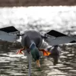Avian-X Powerflight Mallard - Houkutuskuvat / -kaaveet - 082271001795 - 7