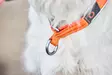 Non-stop Dogwear Cruise Collar Orange - Koirien pannat - 7071652015035 - 2