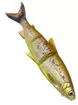Savage Gear 3D LT Whitefish 107g - Haukishadit yli 100 g - 173026925 - 3