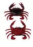 Savage Gear Manic Crab 5cm 4kpl - Rapujigit ja hyönteisjäljitelmät - 570630155 - 4