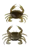 Savage Gear Manic Crab 5cm 4kpl - Rapujigit ja hyönteisjäljitelmät - 570630155 - 3