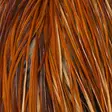 Whiting Dry Fly Half Saddle Bronze Grade -kukonsatula - Pintaperhoniskat ja -satulat - 40350100005 - 5