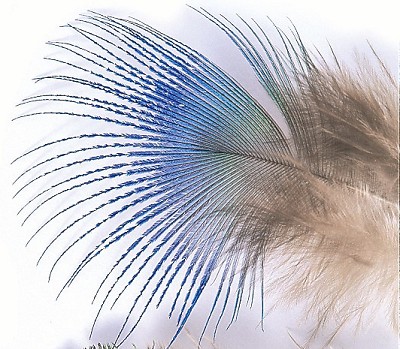 Veniard Peacock Blue Neck Hackle - Muut sulat ja höyhenet - 5056304603886 - 1
