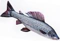 Gaby Grayling 65cm - Pehmokalat - 5905279175426 - 1