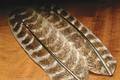 Hareline Ozark Turkey Wing Quills Oak Mottled - Klassiset sulat - 762820009846 - 3