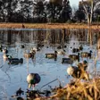 Avian-X Topflight Fusion Mallards 6pcs - Houkutuskuvat / -kaaveet - 810280080766 - 13
