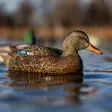 Avian-X Topflight Fusion Mallards 6pcs - Houkutuskuvat / -kaaveet - 810280080766 - 9