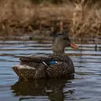 Avian-X Topflight Fusion Mallards 6pcs - Houkutuskuvat / -kaaveet - 810280080766 - 12