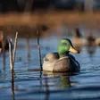 Avian-X Topflight Fusion Mallards 6pcs - Houkutuskuvat / -kaaveet - 810280080766 - 11