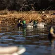 Avian-X Topflight Fusion Mallards 6pcs - Houkutuskuvat / -kaaveet - 810280080766 - 10