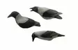 Final Approach Last pass Hooded Crow Decoys Variskaave - Houkutuskuvat / -kaaveet - 728614276696 - 4