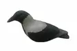 Final Approach Last pass Hooded Crow Decoys Variskaave - Houkutuskuvat / -kaaveet - 728614276696 - 1