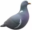 Final Approach Last Pass Wood Pidgeon Decoys Kyyhkykaave 12pcs - Houkutuskuvat / -kaaveet - 728614276726 - 3