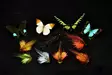 Frödin Flies Butterfly Willie Gun -putkiperho - Putkiperhot - 7340154606196 - 2