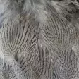 Hareline Silver Pheasant Body Feathers - Nahat, siivet ja päät - 40400200516 - 13