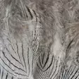 Hareline Silver Pheasant Body Feathers - Nahat, siivet ja päät - 40400200516 - 6
