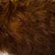 Hareline Wooly Bugger Marabou - Muut sulat ja höyhenet - 40450300026 - 13