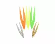Pacchiarinis Double Tails M - Muut sidontatarvikkeet - 40850006546 - 1