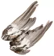 Veniard Grouse Wings - Nahat, siivet ja päät - 5056304601615 - 2