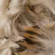 Veniard Mallard Breast Feathers - Klassiset sulat - 5056304602544 - 4