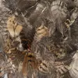 Veniard Woodcock Body Plumage - Muut sulat ja höyhenet - 5056304606153 - 5