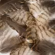 Veniard Woodcock Body Plumage - Muut sulat ja höyhenet - 5056304606153 - 4