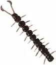 Westin Centipede Creaturebait 9,5cm 4g - Kelluvat jigit - 173006 - 5
