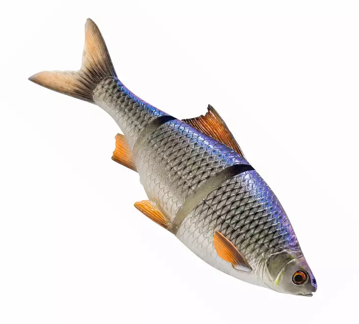 Savage Gear 3D Line Thru Roach 25cm - Haukishadit yli 100g - 04072023126 - 1