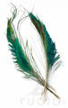 Veniard Peacock Sword Tails - Muut sulat ja höyhenet - 5056304603862 - 4