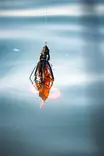 Savage Gear Mutant Rat 30cm 125g - Haukishadit yli 100 g - 11920261057 - 7