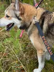 Swedteam Dog Leash Deer Drag - Koirien taluttimet - 7330144050207 - 2