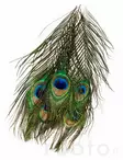 Veniard Peacock Eye Tops - Muut sulat ja höyhenet - 053526042017 - 2