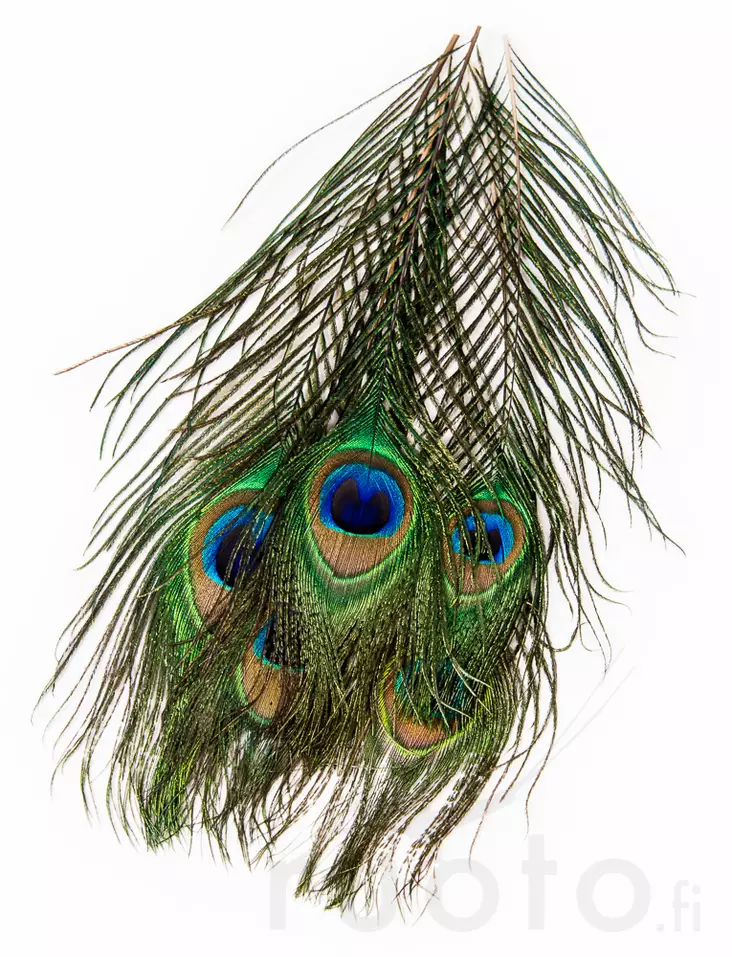 Veniard Peacock Eye Tops - Muut sulat ja höyhenet - 053526042017 - 2