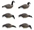 Final Approach Last Pass Lesser Canada Goose Full Body 6pcs - Houkutuskuvat / -kaaveet - 728614284288 - 1