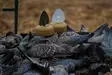MOJO Dove a Flicker (4-pack) - Houkutuskuvat / -kaaveet - 0816740003818 - 6