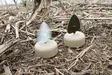 MOJO Dove a Flicker (4-pack) - Houkutuskuvat / -kaaveet - 0816740003818 - 2
