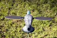 MOJO Pigeon - Houkutuskuvat / -kaaveet - 816740002828 - 4