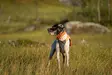 Non-stop Dogwear Protector Vest 2.0 Orange - Koiran liivit ja vaatteet - 7071652045568 - 6