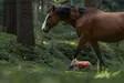 Non-stop Dogwear Protector Vest 2.0 Orange - Koiran liivit ja vaatteet - 7071652045568 - 5