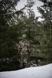 Swedteam Ridge W's Trousers Desolve Veil - Naisten metsästyshousut - 7330144008468 - 3