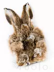 Veniard Hares Mask - Vartalokarvat - 053526085888 - 1
