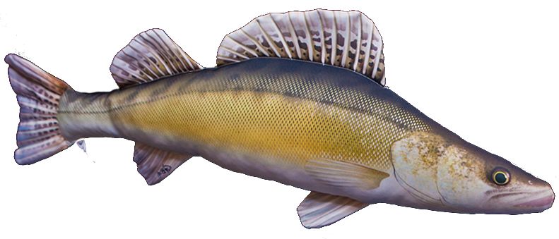 Gaby Kuha Pehmokala - Pehmokalat - 5905279175068 - 1