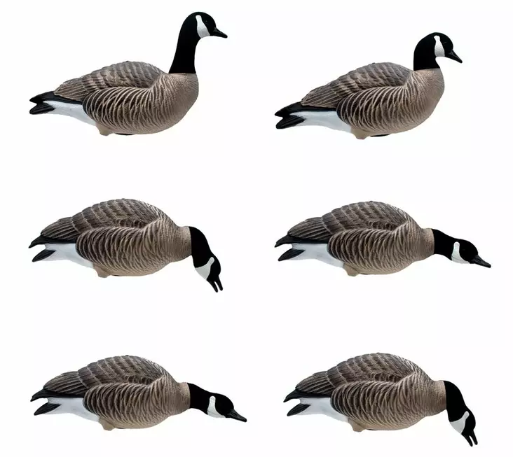 Final Approach Last Pass Lesser Canada Goose Full Body 6pcs - Houkutuskuvat / -kaaveet - 728614284288 - 1